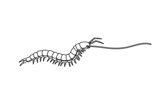 Black and White Line Drawing of a Centipede with Long Antennae