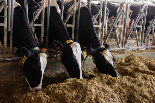 Cows feeding on hay in barn