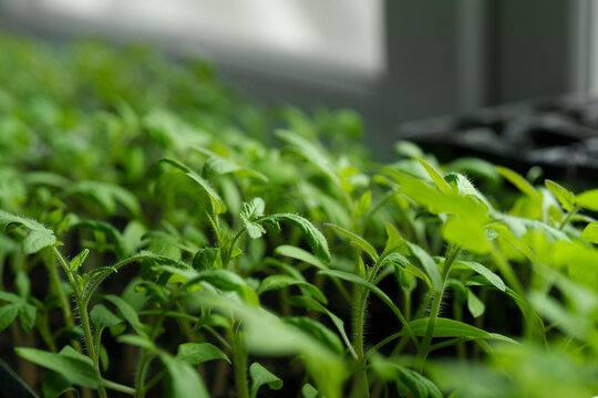 Tomato seedlings in trays for home gardening on a windowsill.