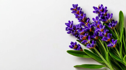 Fototapeta premium Lavender sprigs showing aromatic purple blossoms, providing a natural scent and botanical beauty for wellness and herbal concepts