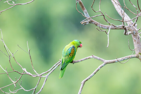 Blue-naped Parrot perched in the tropical wild