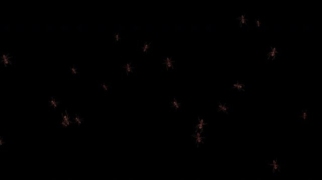 Medium swarm of realistic ants moving from the top and bottom toward each other, changing direction naturally to avoid collisions in the center. 4K 3D animation with alpha channel
