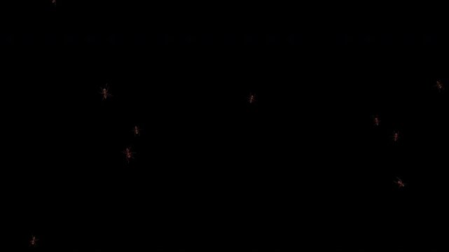 A medium number of realistic ants move from the top and bottom toward each other, adjusting their paths naturally to avoid collisions in the center. Seamless loop 4K 3D animation with alpha channel.