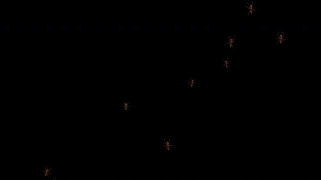 A small number of realistic ants crawl upward in scattered chaotic motion, appearing from the lower right and moving across the frame. Seamless loop 4K, 3D, alpha channel for VFX and insect overlays.