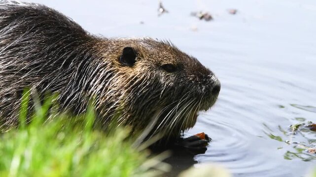 Nutria river rat eating carrot, coypu herbivorous, semiaquatic rodent, Myocastoridae at water pond, wildlife animal, habitat wetland