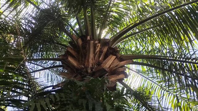 Close up view of oil palm tree crown with pruned fronds and lush green leaves. Sustainable palm oil plantation and tropical agriculture industry