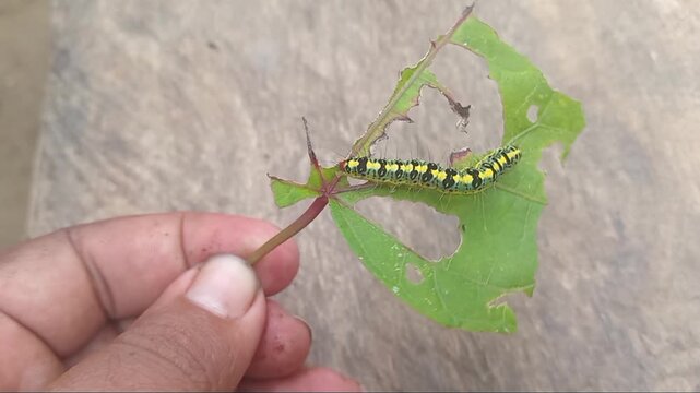 Caterpillar Eating and Damaging Green Gedi Leaves in the Garden.