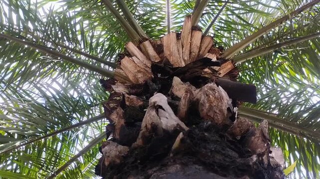 Close up view of oil palm tree crown with pruned fronds and lush green leaves. Sustainable palm oil plantation and tropical agriculture industry