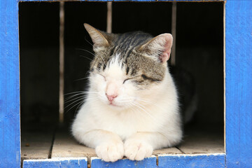 White and tabby stray cat resting in blue wooden window frame eyes closed