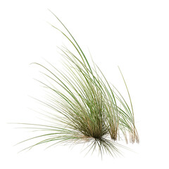 Fototapeta premium green pine tree/High-resolution image of a green grass tuft isolated on a white background, with sharp details and natural texture—ideal for nature, design, and landscaping use.