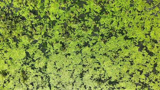 An aerial textural view of dense green algae and vegetation on the water's surface. An abstract and natural texture.