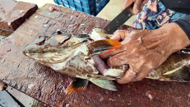 Authentic documentary footage of a local tradesman cleaning and preparing fresh grouper fish. Close-up overhead perspective of professional seafood processing. 4K Log Footage - Ungraded