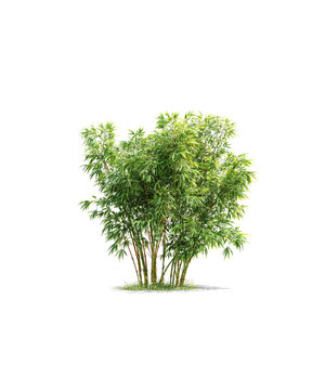 The green trees on transparent - 10