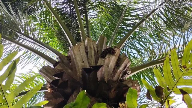 Close up view of oil palm tree crown with pruned fronds and lush green leaves. Sustainable palm oil plantation and tropical agriculture industry