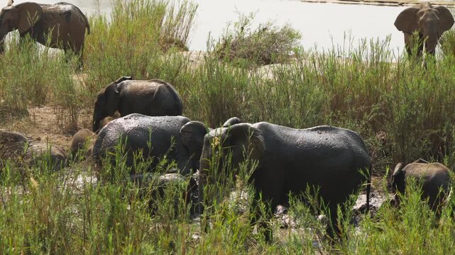 Two elephants face each other as if in conversation while the wider herd wallows in shallow muddy water among reeds, slow motion, Kruger National Park.