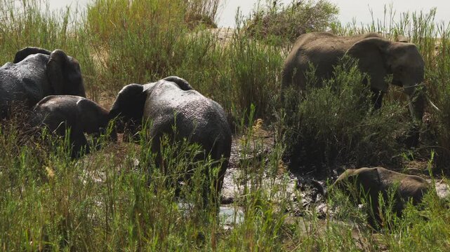 Several elephants including calves rest and wallow contentedly in shallow muddy water among reeds, with a wider river visible behind, Kruger National Park.Slow motion shot.