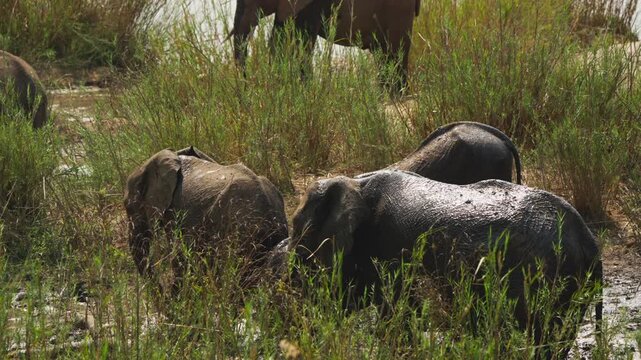 Several mud-caked elephants, including juveniles, stand and wade in shallow muddy water among tall reeds in slow motion, Kruger National Park.