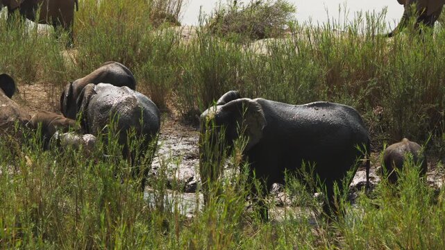 A large elephant stands calmly in shallow mud while others move gently around it, framed by dense reeds with a river visible behind, Kruger National Park.
