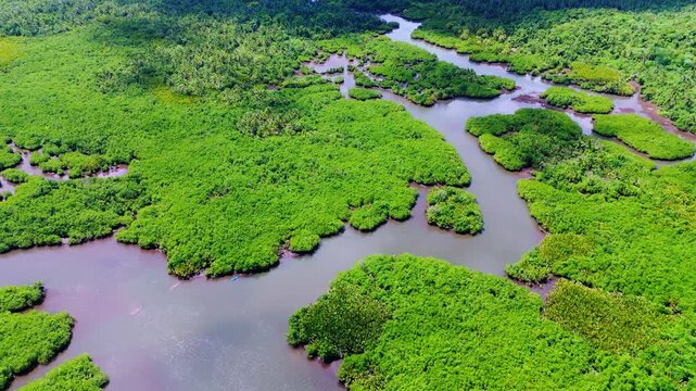 Drone shot of a sharp bend in the Maasin River surrounded by thousands of coconut trees in Siargao. Iconic Philippine tropical scenery with lush vegetation and clear blue sky