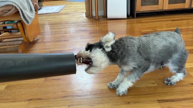 Funny Schnauzer bites at blower air