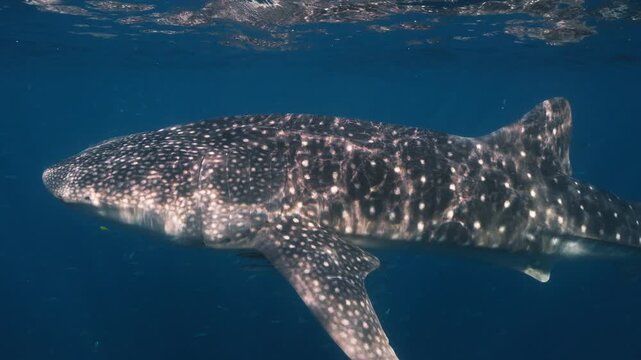 A majestic whale shark glides through the deep blue waters, showcasing its distinct spotted pattern. Ideal for marine life documentaries or educational content.