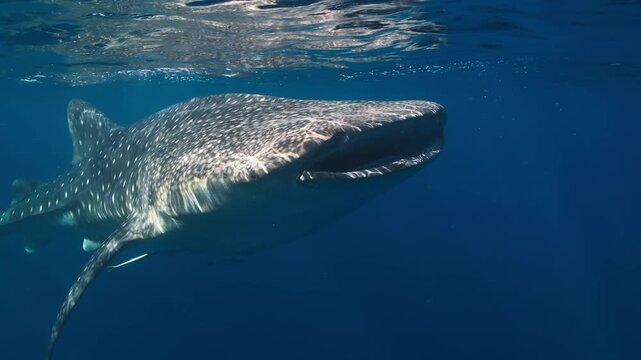 A whale shark swims near the surface of the ocean, its distinctive patterns catching the light. Suitable for wildlife documentaries and educational content.