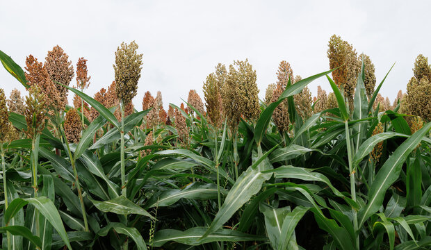 Jowar grain sorghum crop farm