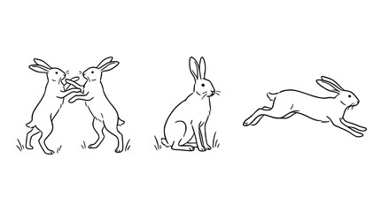 Naklejka premium Two rabbits engaging in playful interaction outdoors