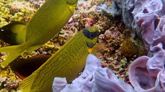 Close up of a pair of foxface rabbitfish (Siganus vulpinus) swimming along a colorful coral reef with sponges and reef textures in tropical waters of Bali Indonesia.