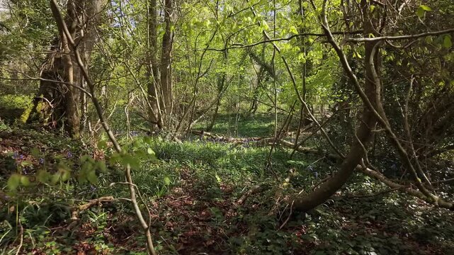 Bluebell Woods on a Sunny Day in Dorset