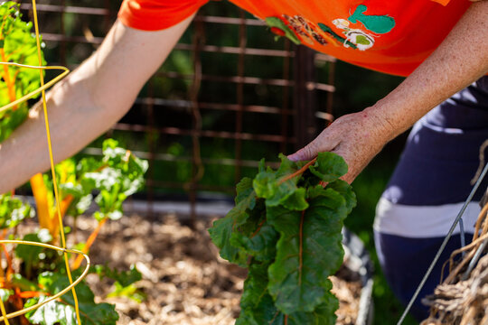 gardener picking fresh vegetables from garden in early autumn