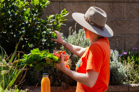 gardener picking fresh vegetables from garden in early autumn
