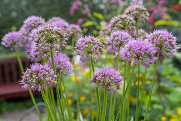 Obraz premium Ausdauernder Zierlauch (Allium senescens)