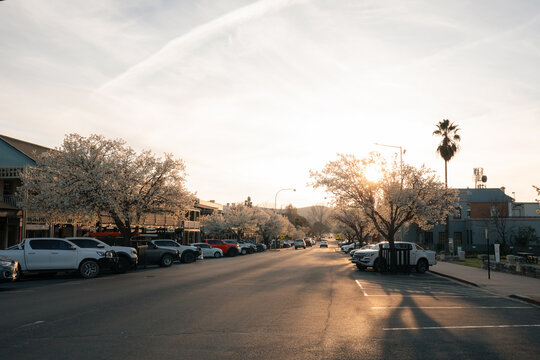 Small town street lined with blooming trees and parked cars during golden hour