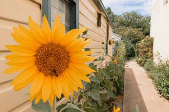 Bright yellow sunflower in full bloom next to a rustic wooden building