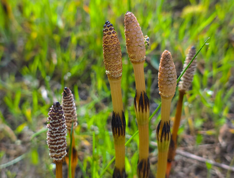 Sporiferous shoots of horsetail, Equisetum arvense L.
Other names: common horsetail, or pusher, or stilt. perennial herbaceous plant of the horsetail family (equisetaceae).
