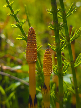 Sporiferous shoots of horsetail, Equisetum arvense L.
Other names: common horsetail, or pusher, or stilt. perennial herbaceous plant of the horsetail family (equisetaceae).
