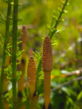 Sporiferous shoots of horsetail, Equisetum arvense L.
Other names: common horsetail, or pusher, or stilt. perennial herbaceous plant of the horsetail family (equisetaceae).
