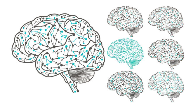 Detailed illustration of brain networks and neural pathways for scientific understanding.