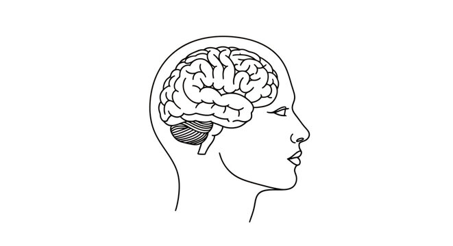 Profile Illustration of a Human Head Showing Exposed Brain Anatomy for Educational Purposes.
