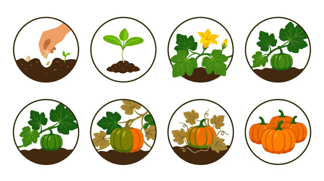 Pumpkin growth lifecycle animation showing seeds planting and ripening into large orange gourds in this informative digital motion design clip
