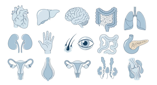 Comprehensive collection of human anatomy illustrations featuring organs, tissues, and body structures for science education and medical study.