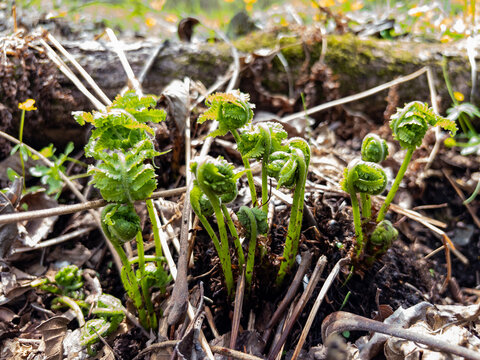 Young green fern fiddleheads emerging from spring forest ground