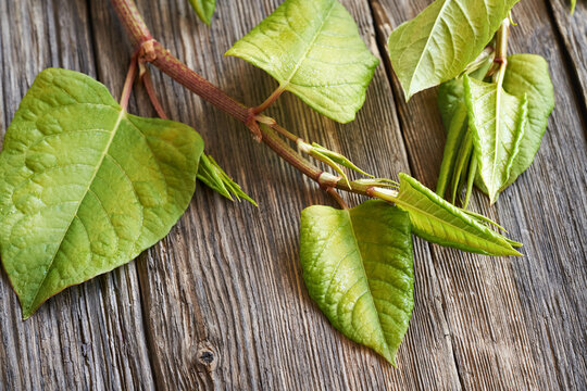 Fresh japanese knotweed or Reynoutria japonica leaves on a table