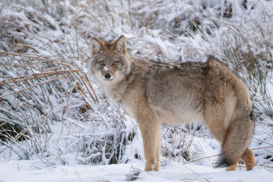 Young coyote pauses with a touch of snow on its snout from searching for rodents in the snow in the Cape Breton Highlands National Park..
