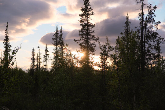 Wooden plank path through birch forest in Laponia Sweden during golden hour sunrise on Kungsleden trail