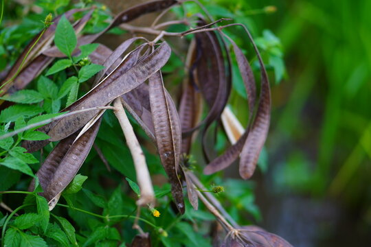 Closeup of dried brown seed pods of a leucaena leucocephala plant