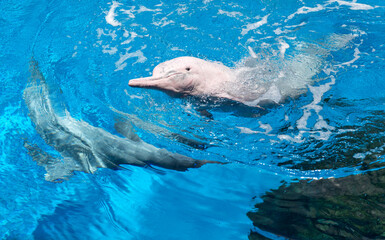 Chinese white dolphin in the aquarium © mei