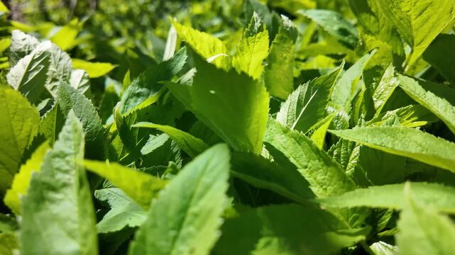 Abundant green leaves of fir grass. First spring plants and herbs. Green background and covering.