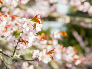 Fototapeta premium Cherry blossoms at close range with bronze leaves and soft background